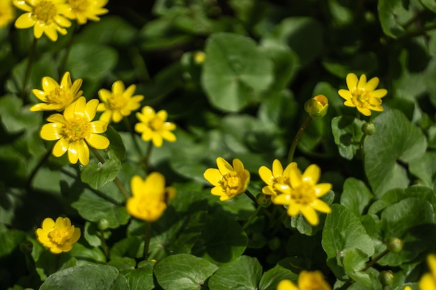 Un primo piano di alcuni fiori gialli