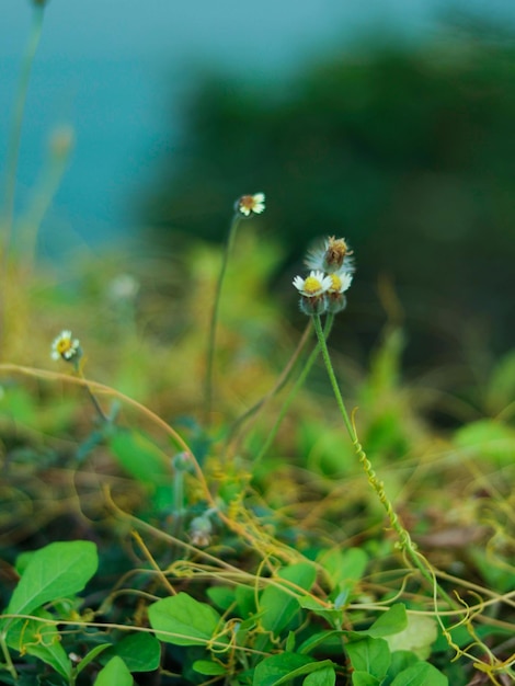 Un primo piano di alcuni fiori sul fondo nell'erba