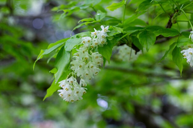 Un primo piano di boccioli e fiori profumati a campana della Staphylea Pinnata tra foglie verdi