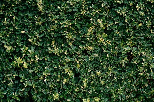 Un primo piano di cespugli di Pittosporum tobira con semi sui rami.