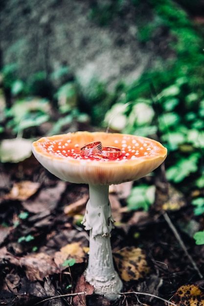 Un primo piano di due bei anelli dorati si trova su un cappello di un fungo macchiato rosso su un fondo vago della foresta, fuoco selettivo