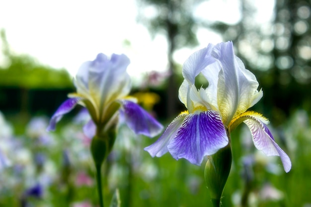 Un primo piano di due fiori blu dell'iride all'aperto