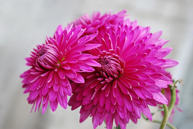 Un primo piano di due fiori rosa con la parola crisantemo sul fondo.