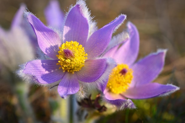 Un primo piano di due fiori viola con centri gialli