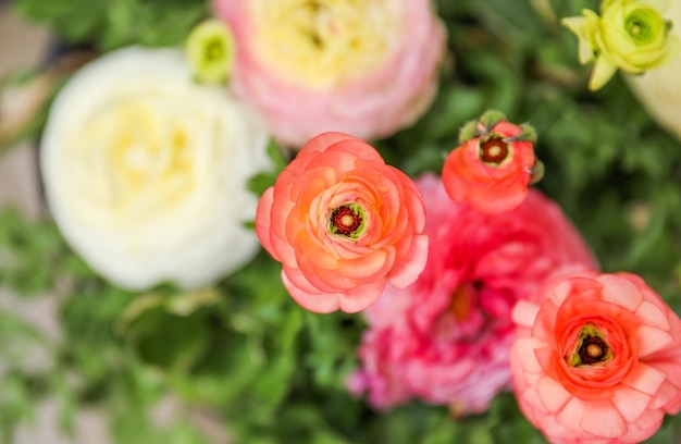 Un primo piano di fiori in un giardino