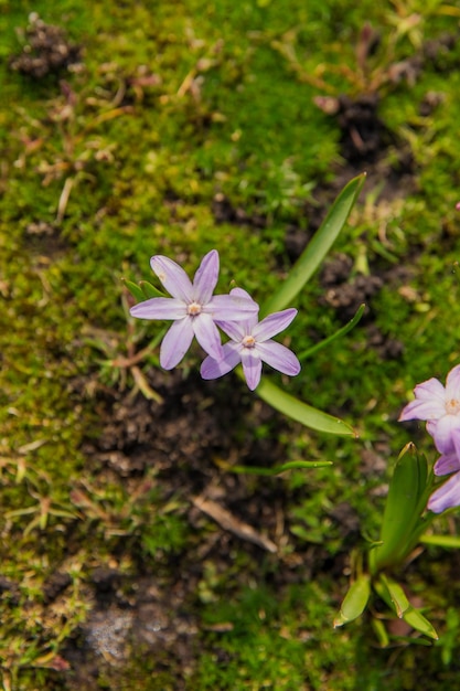 Un primo piano di fiori viola con la parola primavera sul fondo