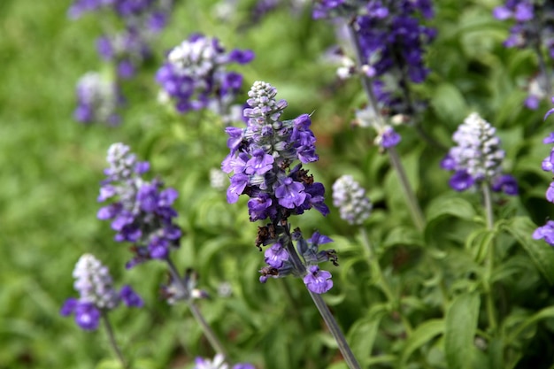 Un primo piano di fiori viola con un fiore bianco