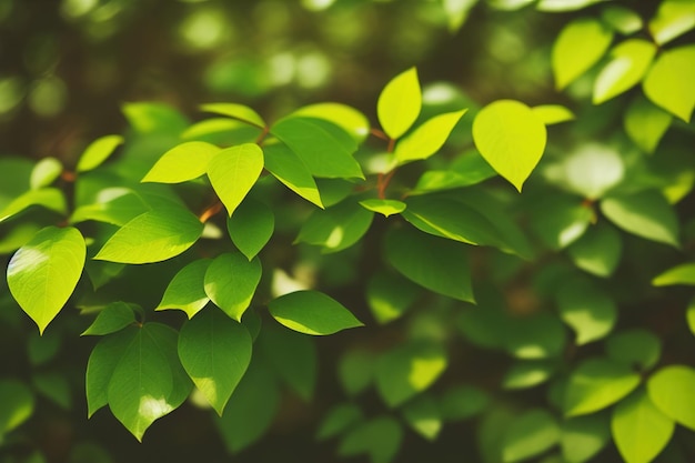 Un primo piano di foglie verdi con sopra la parola amore