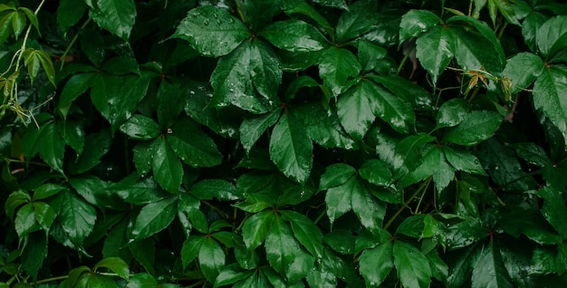 Un primo piano di foglie verdi con sopra la parola edera