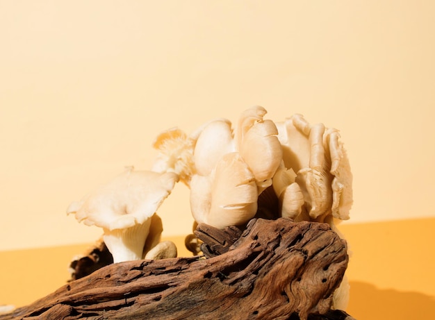 Un primo piano di funghi di ostriche su un pezzo di legno Il concetto di cibo sano della natura