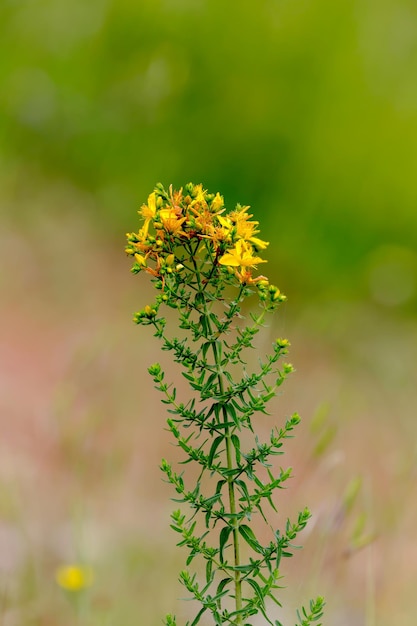 Un primo piano di Hypericum perforatum della pianta