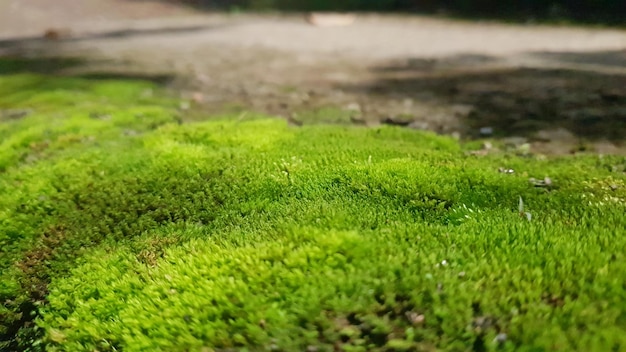 Un primo piano di muschio su un sentiero