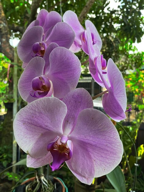 Un primo piano di orchidee viola con la parola orchidee su di esso