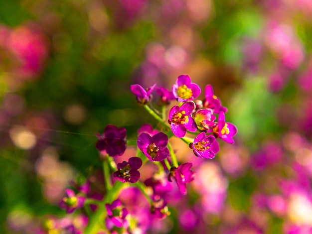 Un primo piano di piccoli fiori da giardino rosa in fiore