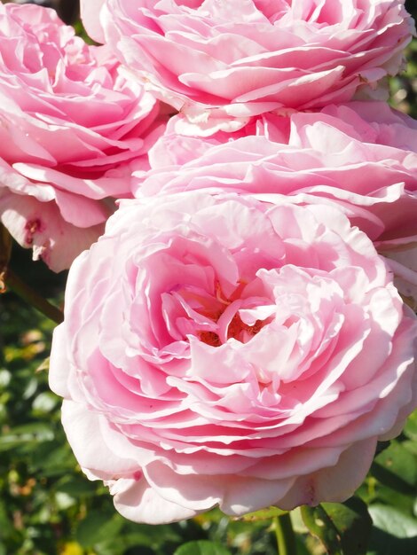 Un primo piano di rose rosa con la parola rosa su di esso