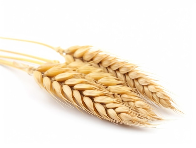 Un primo piano di spighe di grano