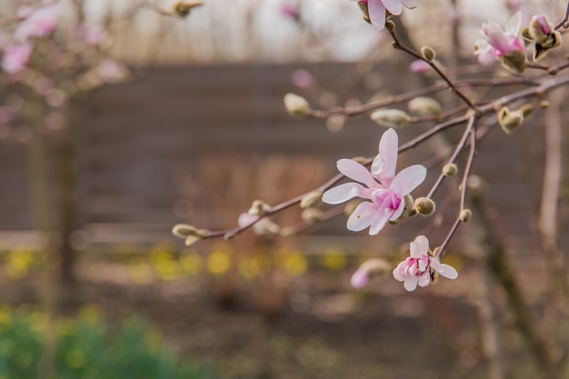 Un primo piano di un albero con fiori rosa su di esso