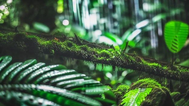 Un primo piano di un albero con muschio verde e felci in una foresta pluviale