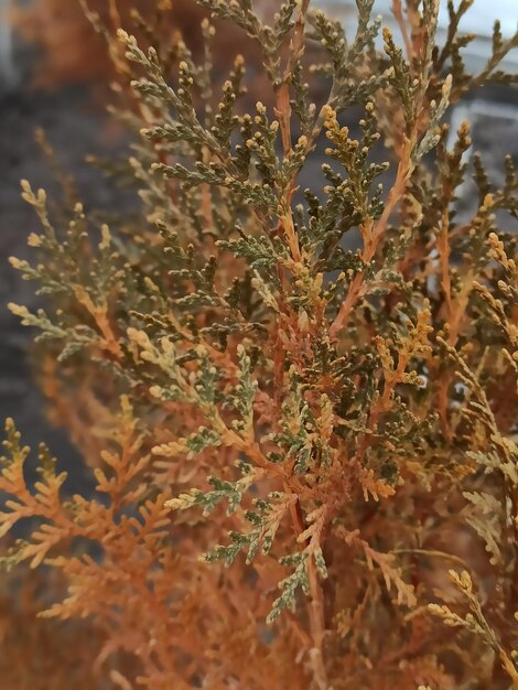 Un primo piano di un albero con un ramo di colore dorato.