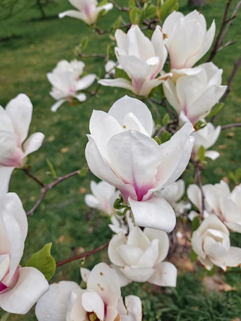 Un primo piano di un albero di magnolia con la parola magnolia su di esso