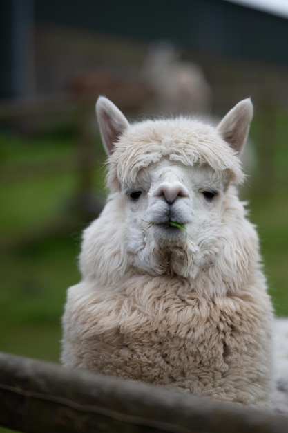 Un primo piano di un alpaca bianco fotografato in un piccolo allevamento di animali domestici in Irlanda