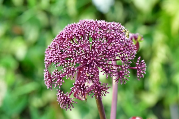 Un primo piano di un Angelica gigas su uno sfondo naturale