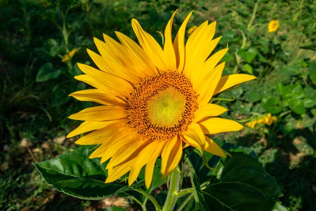 Un primo piano di un bellissimo girasole in estate sotto il sole