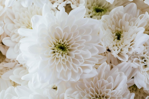 un primo piano di un bouquet di fiori con le parole margherita in fondo