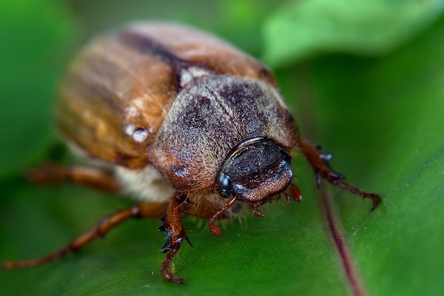 Un primo piano di un bug su una foglia verde