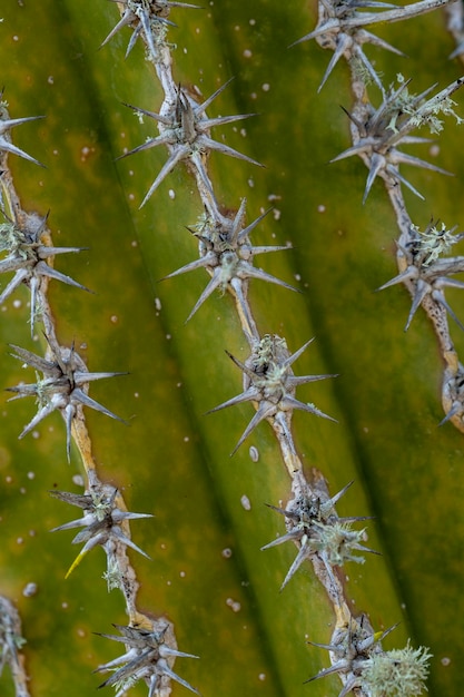 Un primo piano di un cactus con le spine che mostrano le spine.