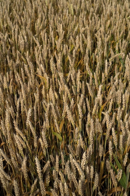 Un primo piano di un campo di grano dorato