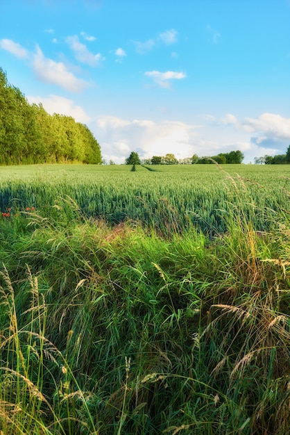 Un primo piano di un campo di mais che coltiva mais in campagna in estate Campo agricolo vuoto e remoto per l'agricoltura in un ambiente naturale rurale Bellissimo prato verde lussureggiante e pascoli nella natura