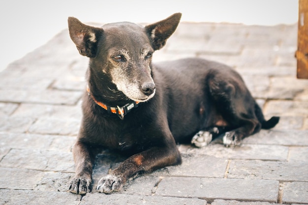 Un primo piano di un cane rilassato.