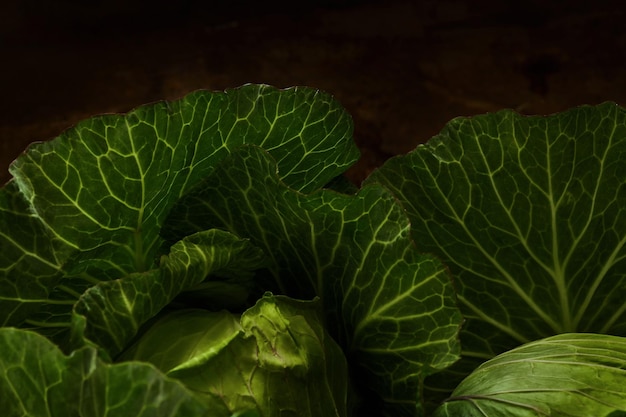 Un primo piano di un cavolo verde