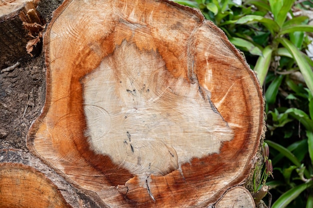 Un primo piano di un ceppo di albero con un colore marrone e arancione.