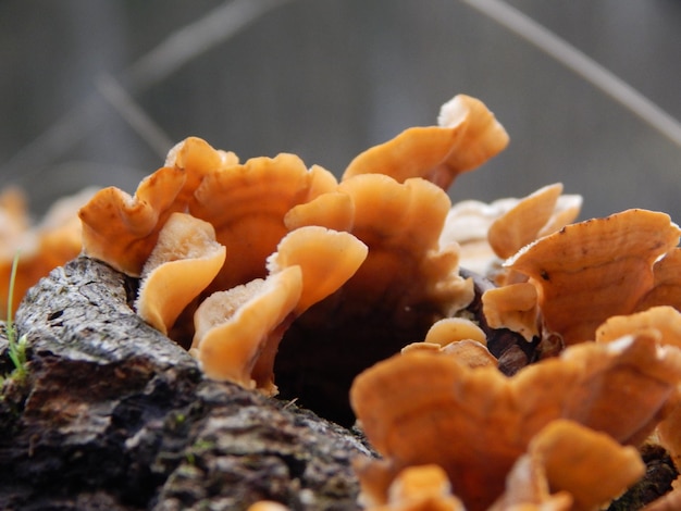 Un primo piano di un ceppo di albero con un fungo giallo su di esso.