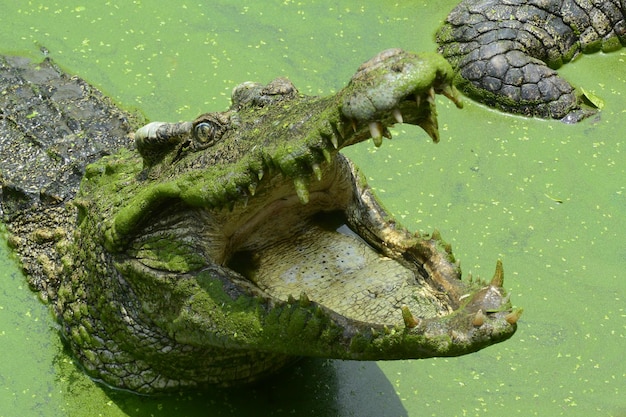 Un primo piano di un coccodrillo in acque verdi