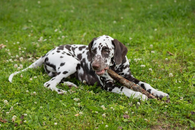 Un primo piano di un cucciolo dalmata marrone che morde il bastone sull'erba verde Un cane sull'erba che gioca con e mastica un bastone Razza di cane sdraiato sul prato che morde un bastone