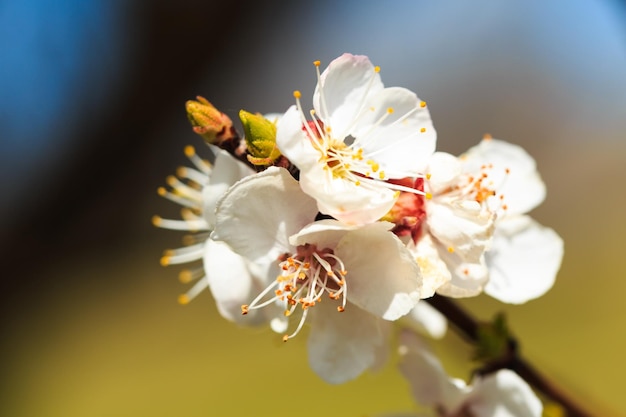 Un primo piano di un fiore con fiori bianchi