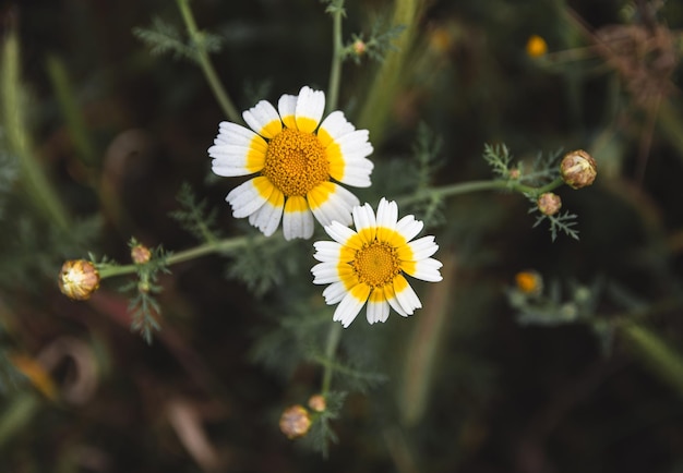 un primo piano di un fiore con il centro giallo