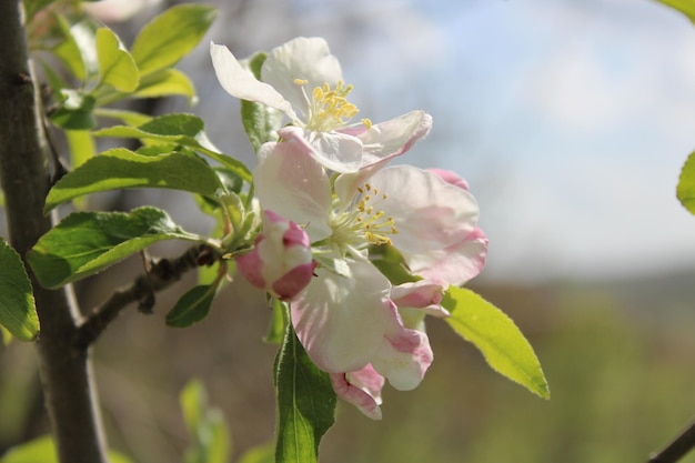 Un primo piano di un fiore con la parola mela su di esso