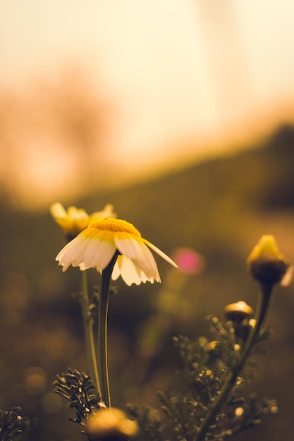 un primo piano di un fiore con lo sfondo di un tramonto