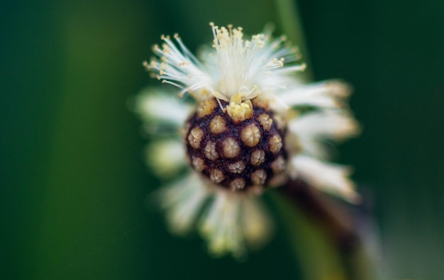 Un primo piano di un fiore con un piccolo gambo a forma di cono