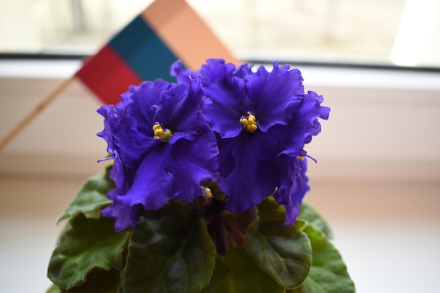 Un primo piano di un fiore con una bandiera arcobaleno dietro di esso