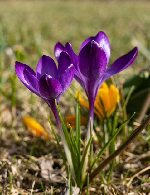 Un primo piano di un fiore di croco viola