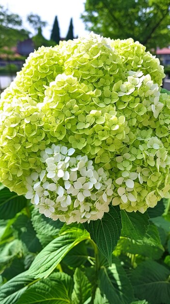 Un primo piano di un fiore di ortensia verde con fiori bianchi.