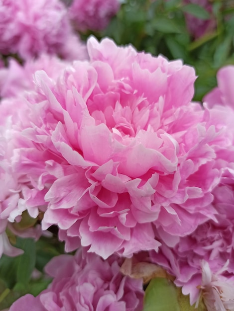 Un primo piano di un fiore di peonia rosa con la parola peonia su di esso.