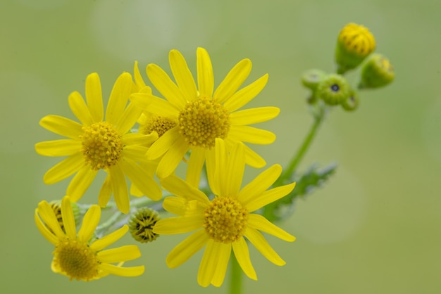 Un primo piano di un fiore giallo con la parola tarassaco su di esso