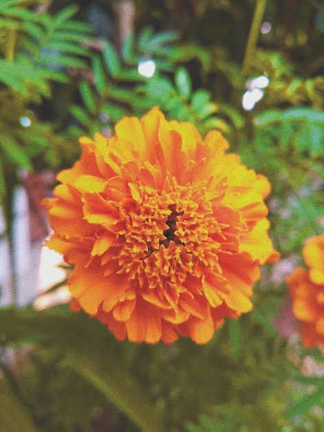 Un primo piano di un fiore giallo con un insetto nero su di esso