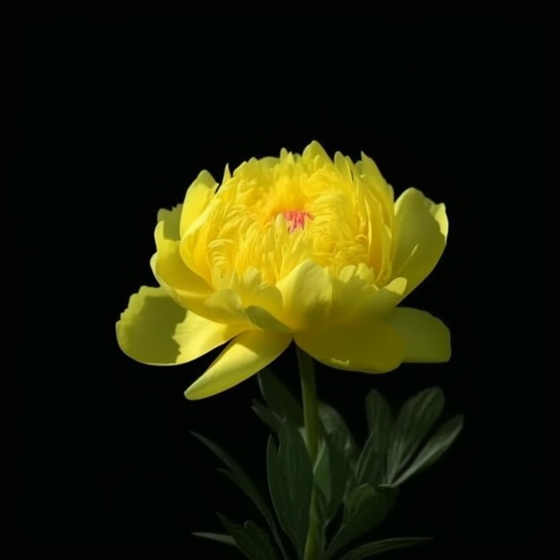 un primo piano di un fiore giallo con uno sfondo nero ai generativa